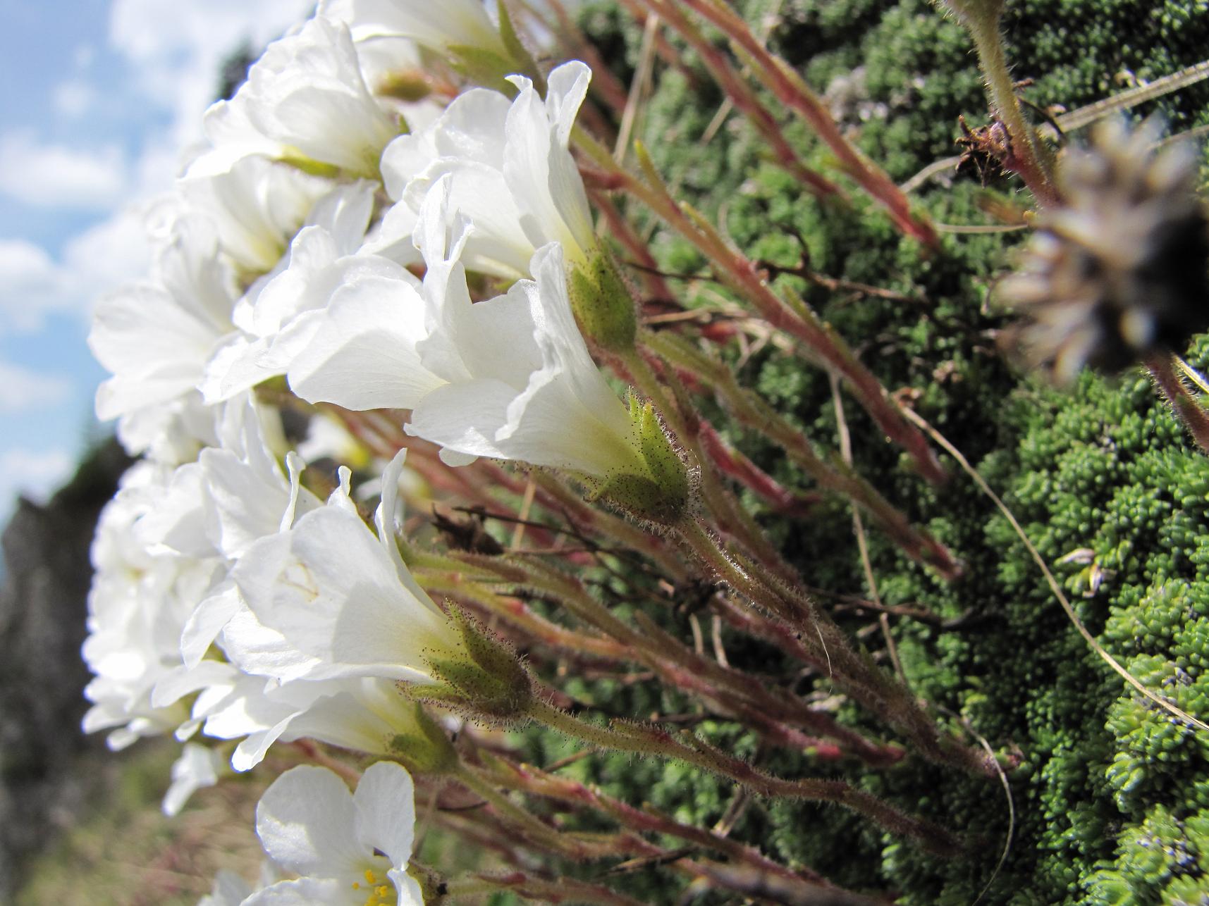 Saxifraga tombeanensis / Sassifraga del Monte Tombea